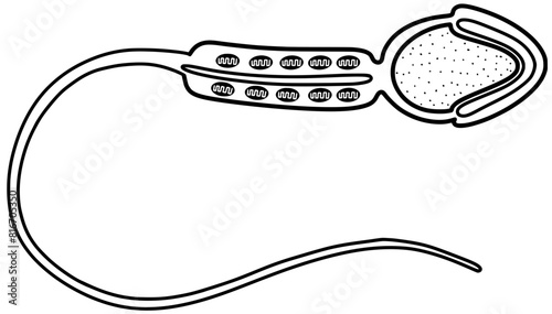 Sperm structure vector by hand drawn	