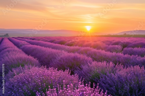 Tranquil lavender field at sunrise photo on white isolated background