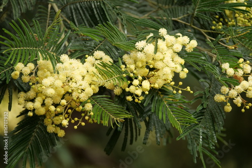 Closeup shot of blooming branches of a black wattle tree