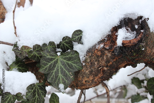 Evergreen bush plant under the snow. Winter Garden