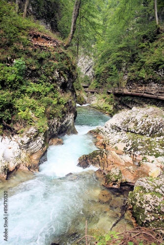 detail in the canyon of Vintgar Gorge  Slovenia