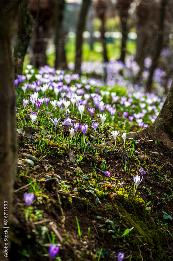 The arrival of spring. Crocus flowers in the forest. explosion of colors. The arrival of spring. Crocus flowers in the forest. explosion of colors.