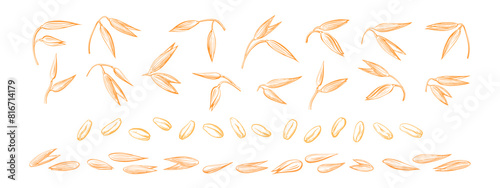 Oat spike, seed set. Vector hand drawn art sketch