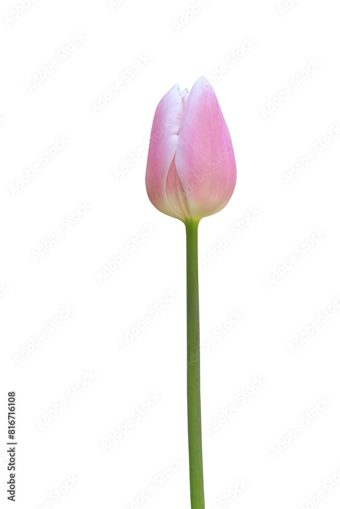 Pink tulip isolated on transparent background png file Pink tulip isolated on transparent background png file