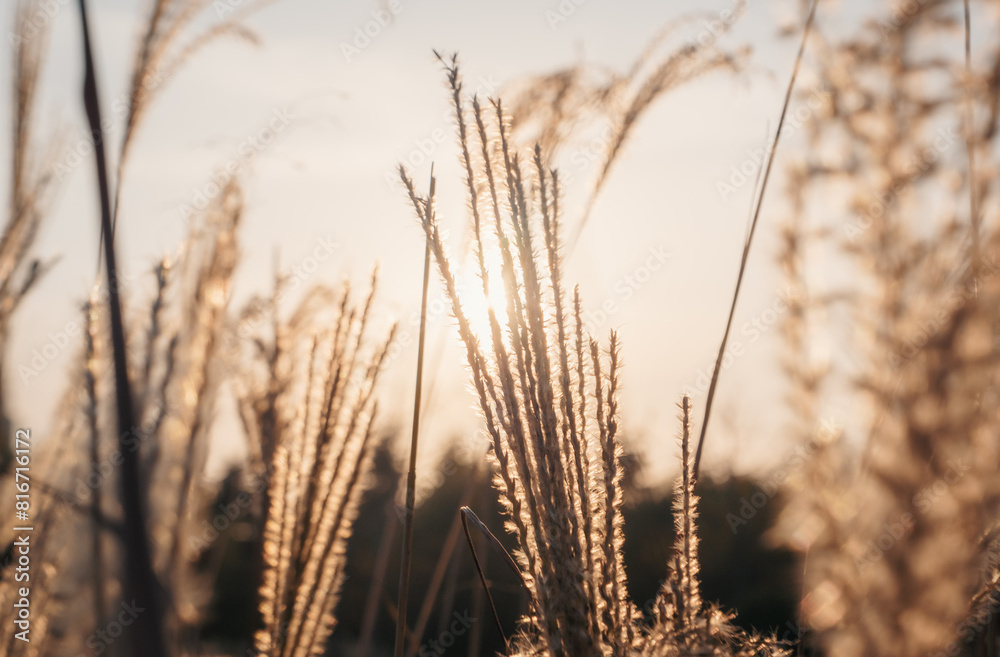 Fototapeta premium Golden wheat fields at sunset with sunlight filtering through, peaceful rural landscape