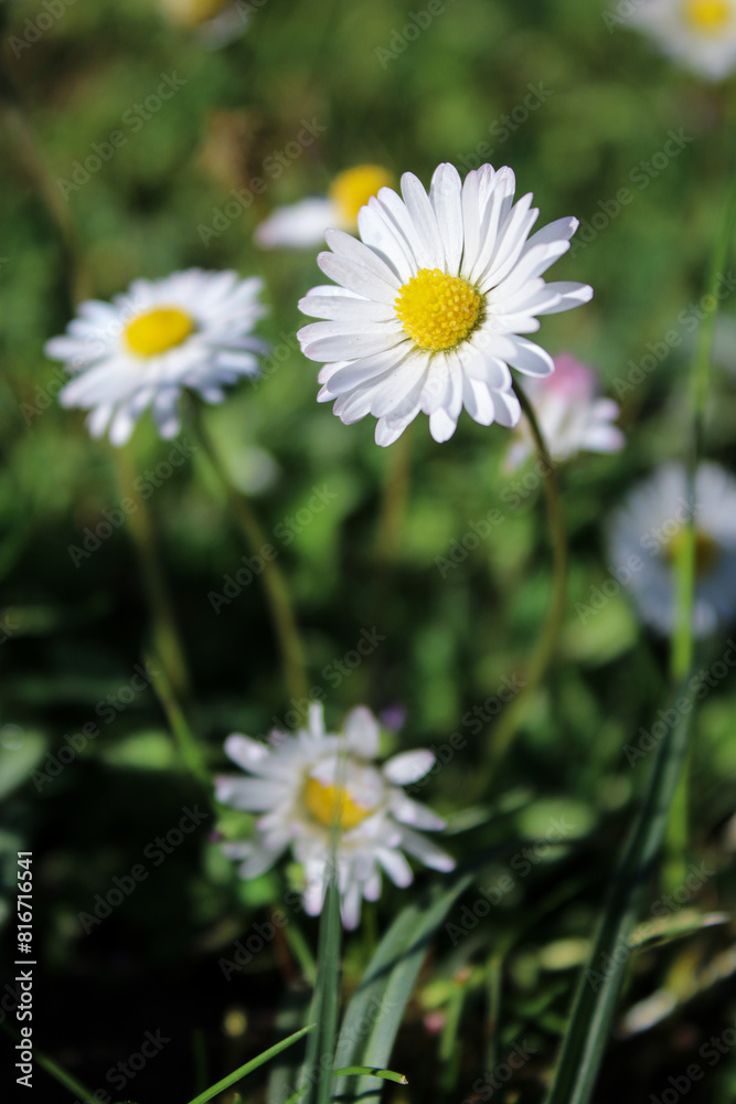 Summer meadow with white daisy flowers and green grass