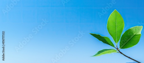 A serene and vibrant composition featuring a lush green leaf against a backdrop of a clear blue sky providing ample copy space