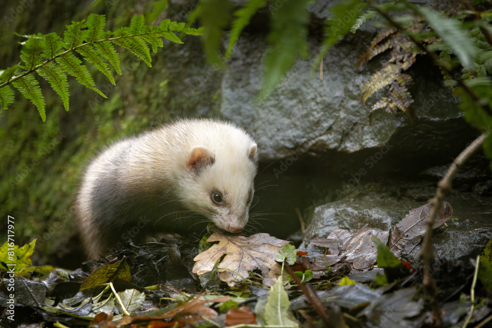 Naklejka premium a ferret standing by rocks surrounded by foliage and moss