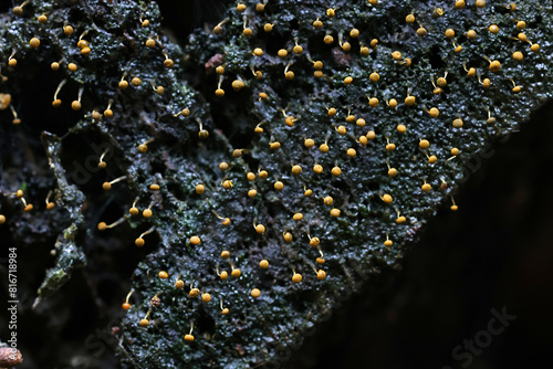 Physarum viride var.  auranticum, a slime mold from Finland, no common English name photo