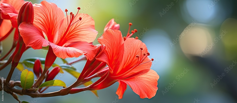 Beautiful red Spathodea flower commonly known as African tuliptree growing in a tropical garden Perfect floral backdrop for a banner with plenty of copy space in the image