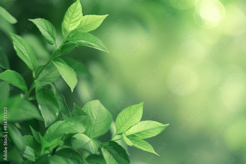 Fototapeta premium green with a green background