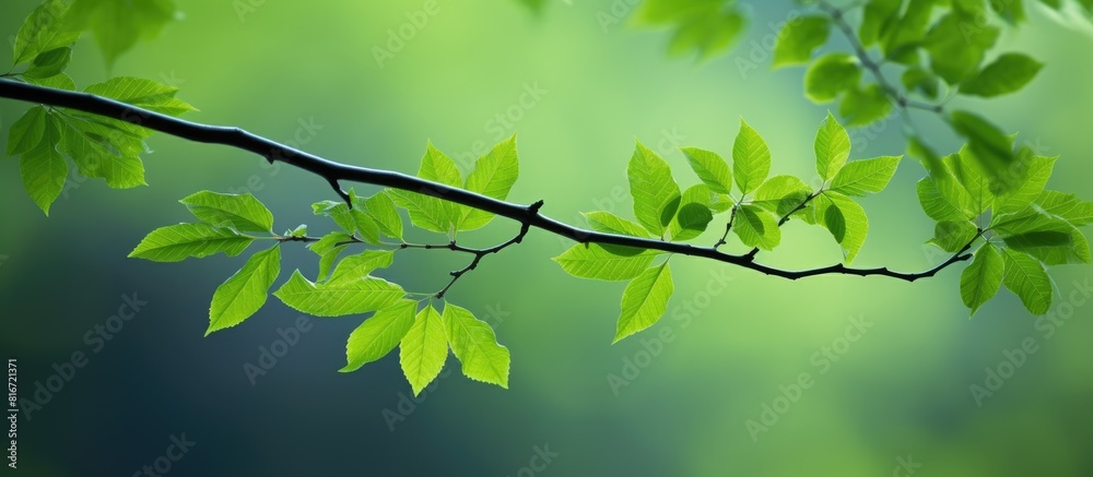 A vibrant branch adorned with lush green leaves blending harmoniously with the serene backdrop of a peaceful forest copy space image A vibrant branch adorned with lush green leaves blending harmoniously with the serene backdrop of a peaceful forest copy space image
