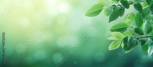 Copy space image of green leaves on a blurred green background