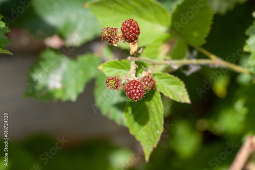 Rubus ulmifolius common blackberry summer berry red when immature and black when ripe