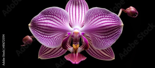 A violet phalaenopsis or Moth orchid from the Orchidaceae family is isolated on a black background creating a copy space image