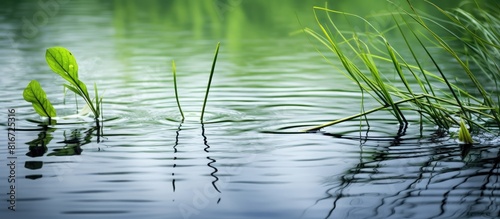 A scenic lake with lush green reeds is reflected in a mirror like surface Gently raindrops cascade into the water creating a tranquil ambiance Perfect for design purposes this captivating image is id photo