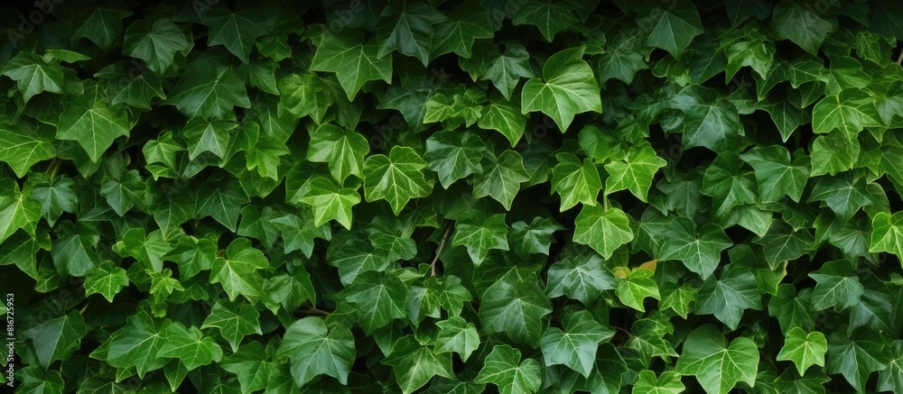 The wall background features a texture of ivy green leaves providing a captivating copy space image The wall background features a texture of ivy green leaves providing a captivating copy space image