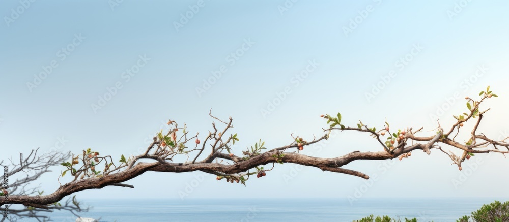 A tree branch stretching horizontally with a backdrop of natural scenery copy space image A tree branch stretching horizontally with a backdrop of natural scenery copy space image