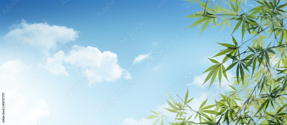 A serene copy space image showcasing bamboo leaves against a beautiful sky A serene copy space image showcasing bamboo leaves against a beautiful sky