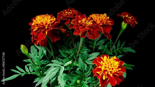 Red Flower Tagetes Blooming in Time Lapse on a Black Background. Globular Marigold Flower Side View with Moving Fluffy Orange Petals photo