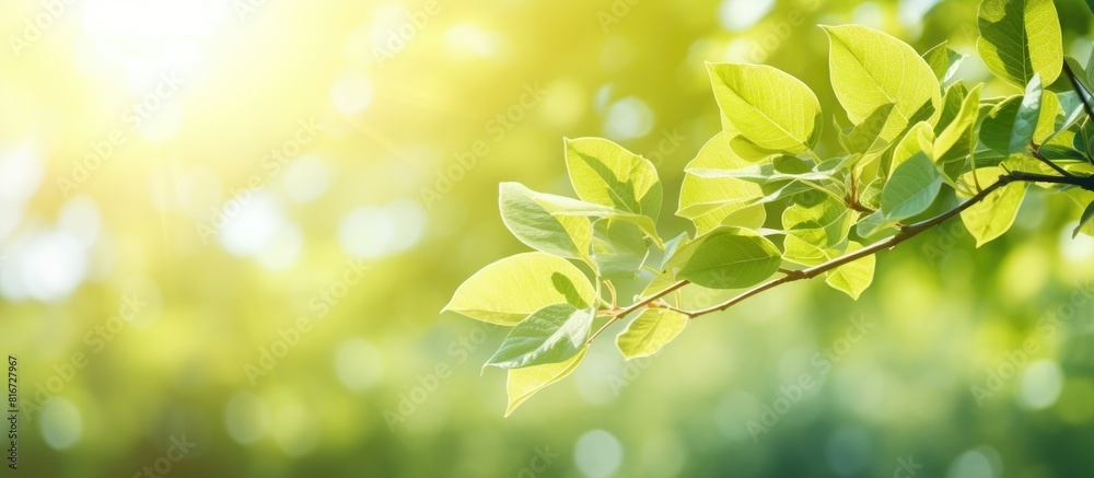 A vibrant summer scene with blurred foliage and bright sunlight ideal for your text or advertisement with copy space image