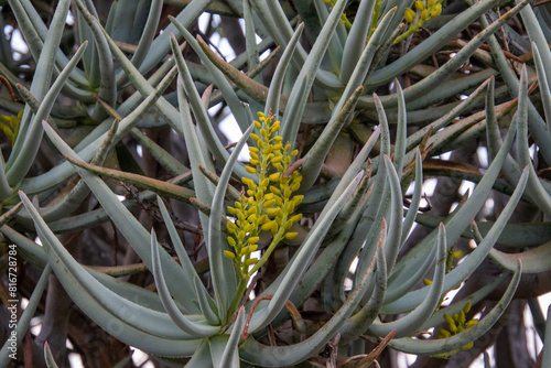 The flower and foliage of the quiver tree found in South Africa