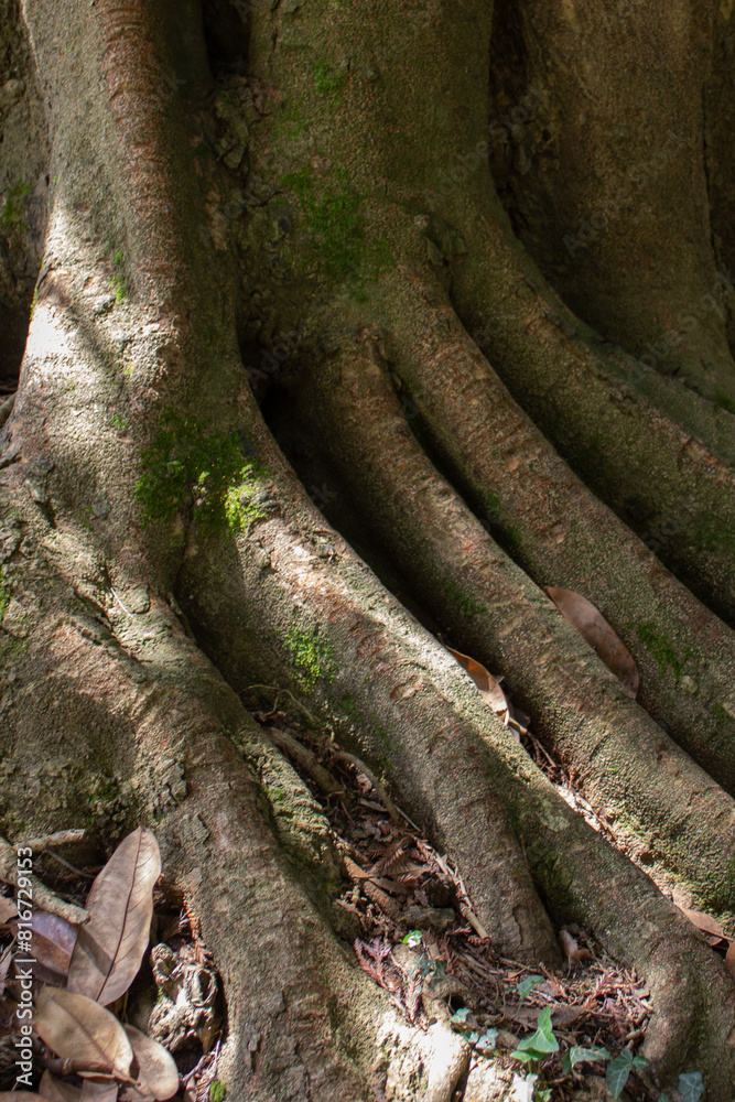 big tree roots forest moss fairy tale big tree roots forest moss fairy tale