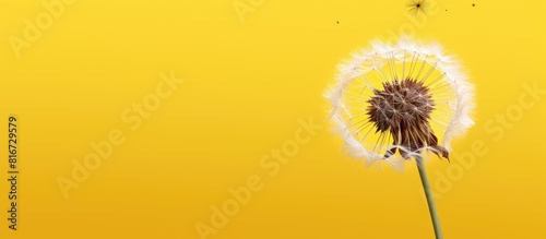 A yellow background showcasing a dandelion head with seeds leaving room for additional images or text
