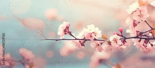 Toned flowers and flowering trees in early spring creating a spring background with copy space image