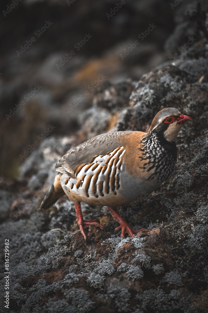 Vertical closeup of a Partridge perched on a rock in Pico Ruivo, Portugal Vertical closeup of a Partridge perched on a rock in Pico Ruivo, Portugal
