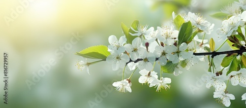 A stunning springtime scene of blossoming cherry flowers with green leaves It creates a natural floral background perfect for copy space images