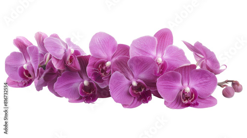 Exquisite purple orchid flowers in a tropical setting on the transparent background  PNG Format