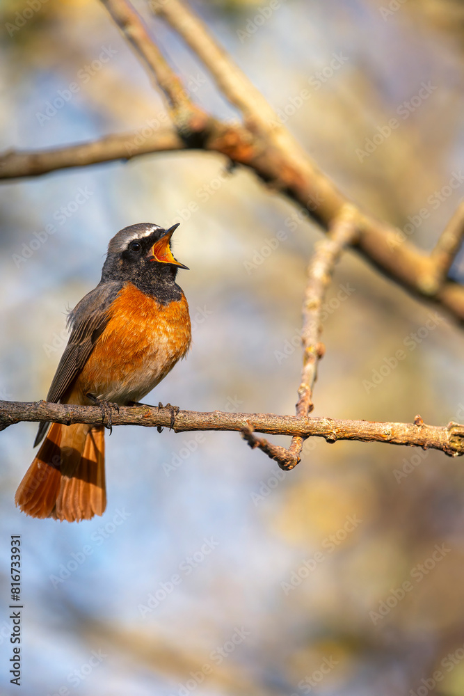 Male common redstart singing on a branch. Male common redstart singing on a branch.
