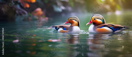 Two mandarin ducks Aix galericulata gracefully swim together creating a picturesque scene with blank space for additional content photo