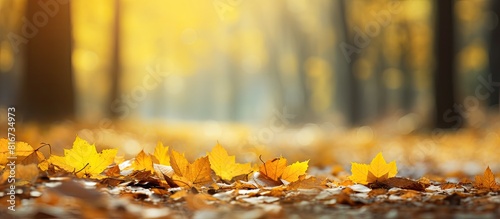 In the tranquil autumn afternoon a picturesque forest is adorned with vibrant yellow maple leaves creating a captivating copy space image on the ground