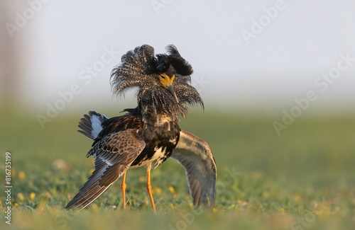 Close-up portrait of the male Ruff (Philomachus pugnax) in the fancy display and dark plumage