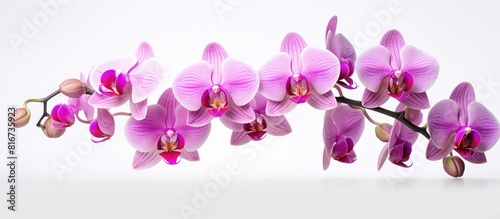 A stunning orchid flower on a white background providing ample copy space for showcasing its delicate beauty