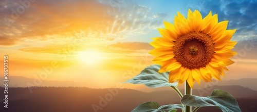 A vibrant sunflower with a stunning backdrop of a sunrise perfect for copy space image