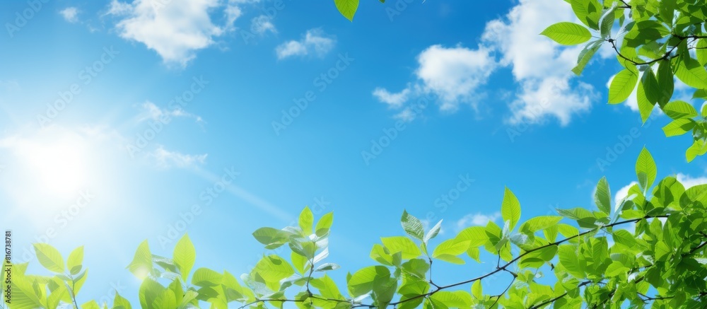 Sunny day with blue sky featuring tree branches adorned with green leaves perfect for a picturesque copy space image Sunny day with blue sky featuring tree branches adorned with green leaves perfect for a picturesque copy space image