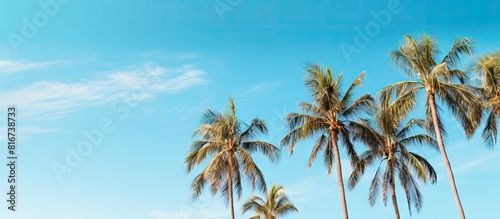 Summer and relaxation concept with copy space image of tall palm trees against a vibrant blue sky