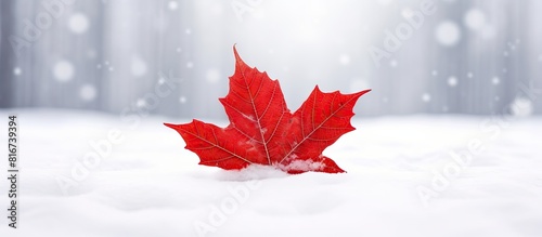 A vibrant red maple leaf re...