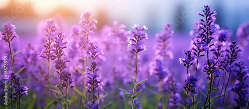 Purpletop vervain with beautiful blue purple flowers Copy space image