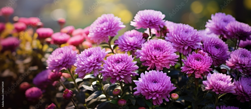 In the summer garden there are stunning purple chrysanthemum flowers with a captivating visual appeal The scene offers an ideal backdrop for a copy space image In the summer garden there are stunning purple chrysanthemum flowers with a captivating visual appeal The scene offers an ideal backdrop for a copy space image