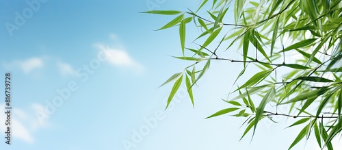 A serene copy space image showcasing bamboo leaves against a beautiful sky