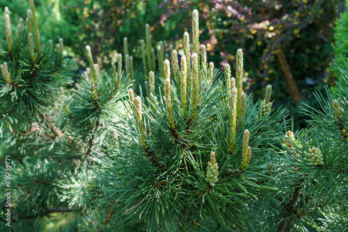 Pinus mugo Pumilio with beautiful young shoots. Close-up cultivar dwarf mountain pine green in sunny day. Place for your text. Small and fluffy. Nature concept for spring design photo