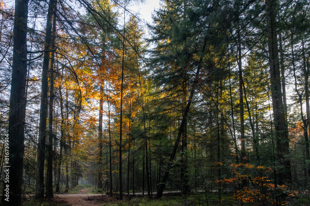 Winding path through a forest of tall trees, with a lush green canopy above Winding path through a forest of tall trees, with a lush green canopy above