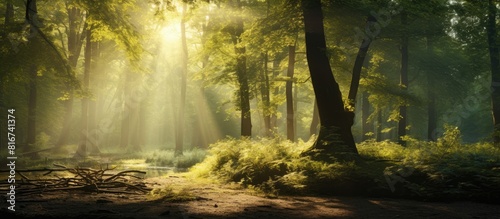 Sunlight filtering through a golden woodland offering a serene and idyllic setting with plenty of copy space for images