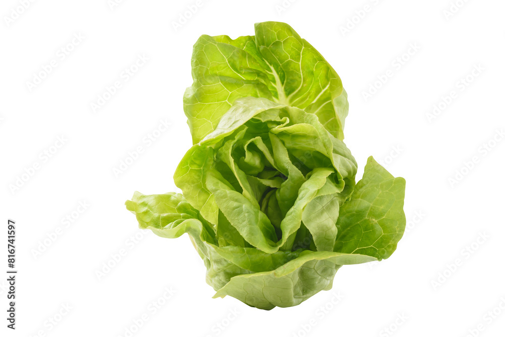 Fresh raw green butterhead lettuce leaf on white background, Vegetable from Organic farm ingredient for cooking healthy or vegetarian food salad in spring and summer season Fresh raw green butterhead lettuce leaf on white background, Vegetable from Organic farm ingredient for cooking healthy or vegetarian food salad in spring and summer season