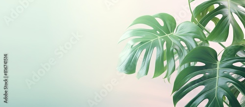 Copy space image of stunning Monstera leaves against a pastel backdrop