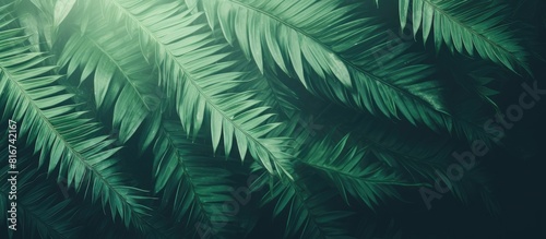 Vintage tone copy space image of a tropical green leaf texture background
